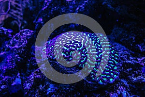 Flourescent brain coral