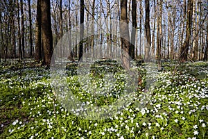 Flourish Anemone Forest