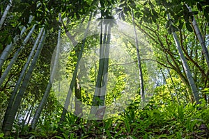 The flourish bamboo forest, Adgara, Georgia