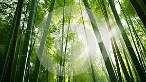 The flourish bamboo forest with glorious morning sunshine. Generative AI