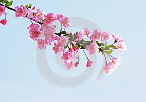 Flourish crab apple flowers