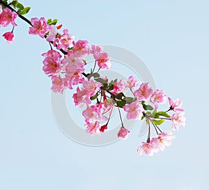 Flourish pink Chinese flowering crab apple flowers