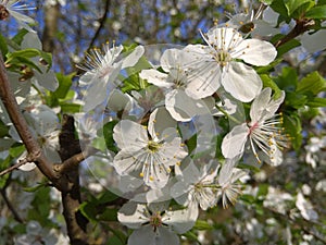 A flourished cherry tree photo