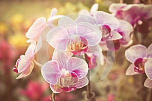 Flourishing branch of orchids