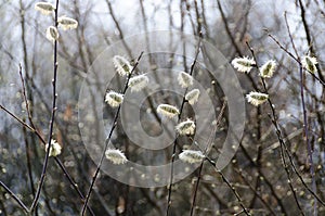 Flourishing catkin twigs