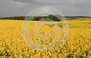 Flourishing field of yellow rape.