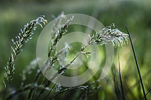 Flourishing grass in the meadow