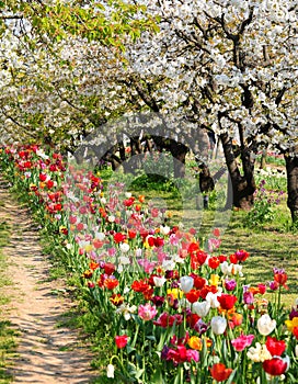 Flourishing nature with cherry blossom trees and colorful tulips symbolizing springtime