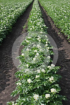 Flourishing potato plants