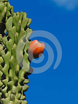 Flourishing Robust Thriving Tropical Cactus.