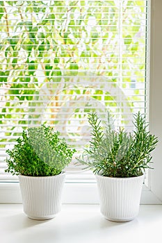 Flourishing rosemary and soleirolia both housed in white ribbed pots, set on a windowsill and gently illuminated by natural light