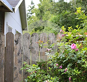 Flourishing roses complete backyard view