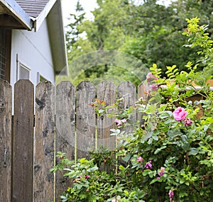 Flourishing roses complete backyard view photo