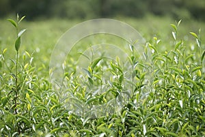 Flourishing tea leaves.