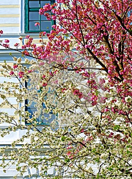 flourishing tree tops in white and pink