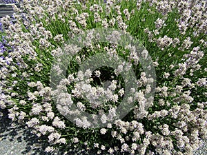 Flourishing white lavender bush in the garden.