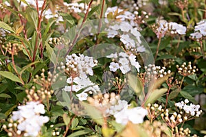Flourishing White Wildflowers Amidst Greenery photo