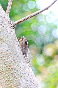 Floury Baker Cicada on Tree