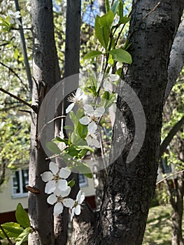 Flover on treas. Flower in Moscow in period coronavirus