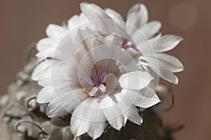 Flovering cactus Turbinicarpus polaskii, macro shot