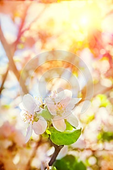 Flovers of blossoming apple tree in evening instagram stile