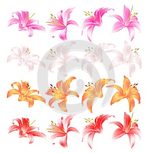 Flovers closeup Lily pink white yellow and red Lilium candidum on a white background vintage vector illustration editable