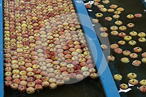 Flow of Apples Through Water in Apple Flumes in Fruit Packing Warehouse