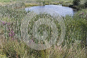 Flow area of river the Old Deep