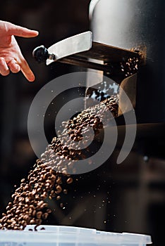 The flow of coffee beans from hand open flap of the cooling mixer of roasting machine