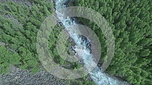 The flow of the Mana mountain river among coniferous forests and mountains. High view from above, drone footage