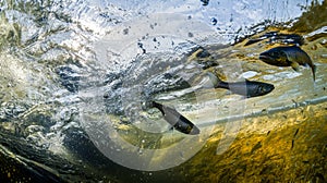 Flow of Water from Dam to River with Fish photo