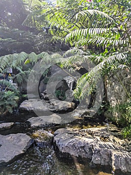 The flow of a waterfall that reaches the middle of the forest.  a cool atmosphere and the sweet sound of birds chirping