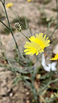 Flowe of desert