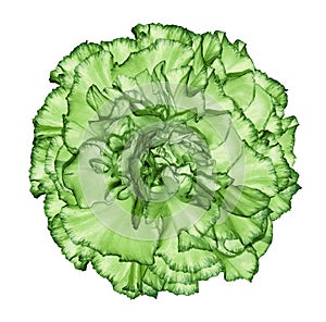 Flowe green carnation on a white isolated background with clipping path. Closeup. No shadows. For design.