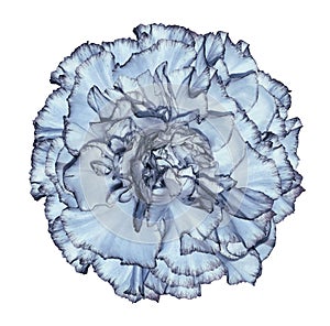 Flowe light blue carnation on a white isolated background with clipping path. Closeup. No shadows. For design.