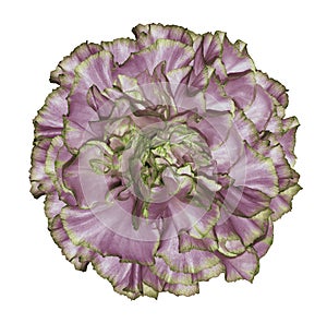 Flowe pink-green carnation on a white isolated background with clipping path. Closeup. No shadows. For design.