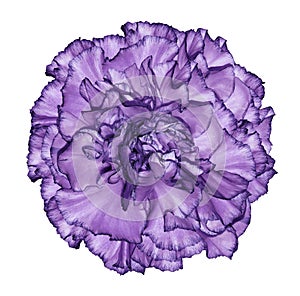Flowe violet carnation on a white isolated background with clipping path. Closeup. No shadows. For design.