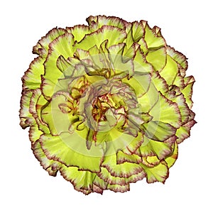 Flowe yellow-red carnation on a white isolated background with clipping path. Closeup. No shadows. For design.