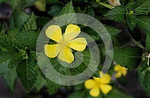 Flowe yellow Turnera saburata sm.