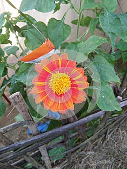 Flower