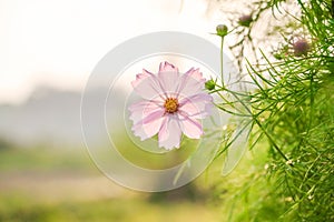 Flower on bluer background green leafs