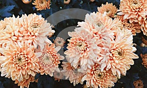 Flower chrysanthemum 1