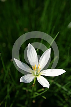 Flower photo