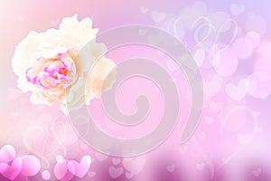 Flower abstract festive pastel background. A white rose blossom