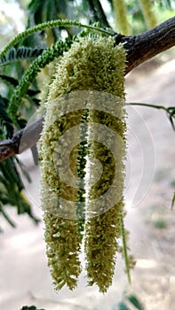 Flower Acacia Forest Flower photo india photo