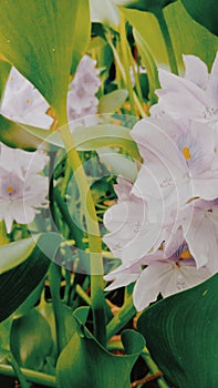 a flower that accidentally grows in front of the yard after a long rainy season, this plant is called the water hyacinth flower