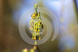 The flower of Acer negundo