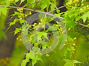 the flower of Acer truncatum Bunge