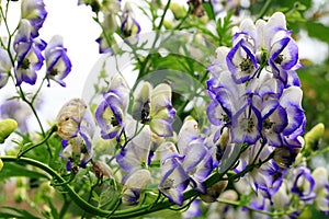 A flower of the aconite in macrophotography.