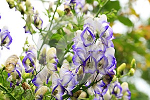 A flower of the aconite in macrophotography. photo